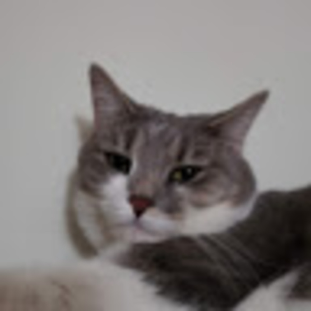 Meet your Posher, Chachamy